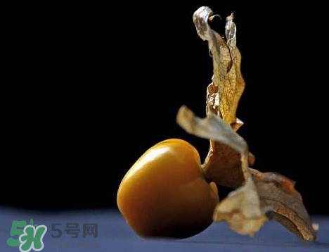 姑娘果可以泡水喝嗎？姑娘果怎么泡水喝？