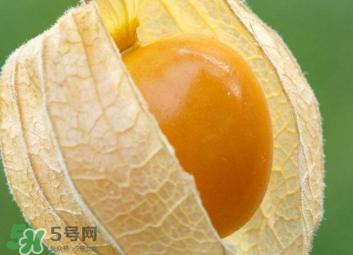燈籠果是熱性還是涼性？燈籠果是涼性的嗎？