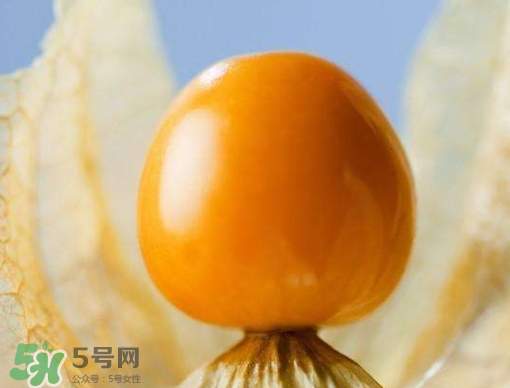 燈籠果是熱性還是涼性？燈籠果是涼性的嗎？