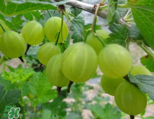 燈籠果什么時(shí)候種植？燈籠果怎么種植？