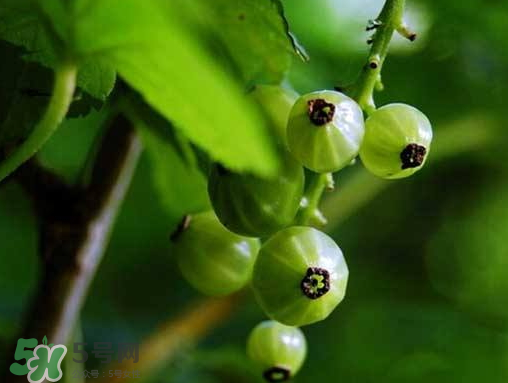燈籠果什么時(shí)候種植？燈籠果怎么種植？