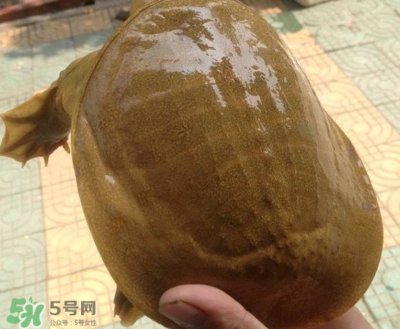 甲魚又叫什么？甲魚吃什么食物
