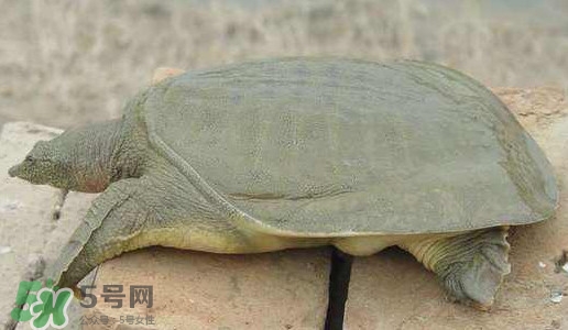 腳魚(yú)是什么？腳魚(yú)和烏龜?shù)膮^(qū)別
