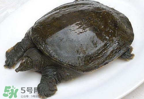 è…³é­šæœ‰éˆæ€§å—Žï¼Ÿè…³é­šåƒäº†æœ‰ä»€ä¹ˆå¥½è™•