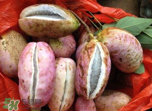 八月瓜孕婦能吃嗎？八月瓜的功效與作用