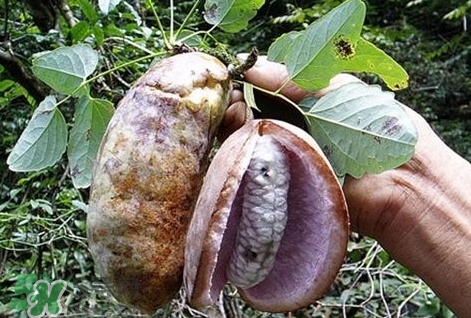 八月瓜能種植嗎？八月瓜怎么種植？