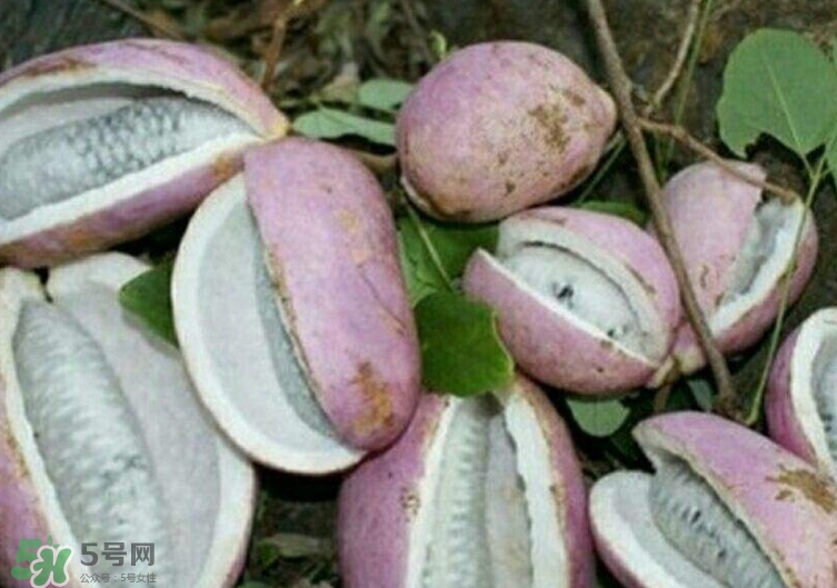 八月瓜能種植嗎？八月瓜怎么種植？