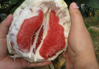 紅肉蜜柚可以儲存多久？紅肉蜜柚怎么挑選