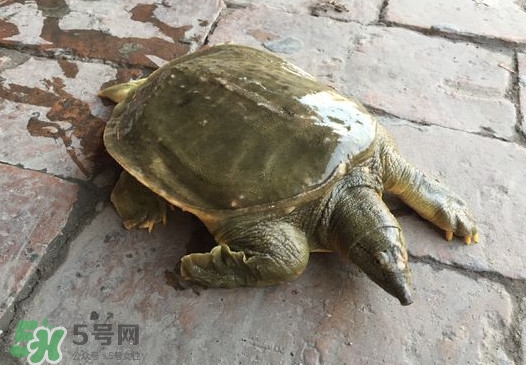 腳魚(yú)是什么？腳魚(yú)和烏龜?shù)膮^(qū)別