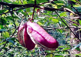 八月瓜能種植嗎？八月瓜怎么種植？