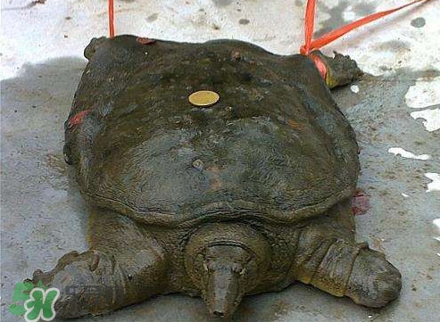 甲魚是烏龜嗎？甲魚是王八嗎？