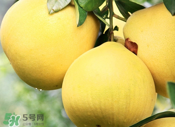經(jīng)期能吃蜜柚嗎？蜜柚能和葡萄一起吃嗎