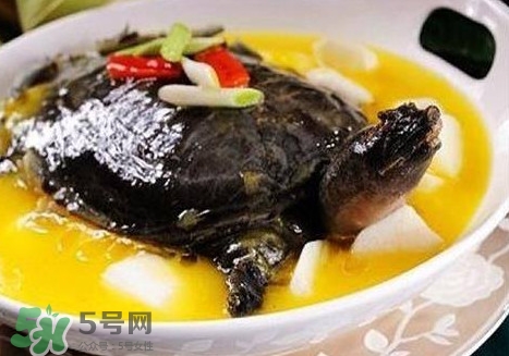 甲魚(yú)是魚(yú)嗎？甲魚(yú)是發(fā)物嗎