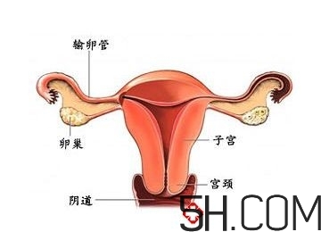 子宮畸形有哪些？子宮畸形有什么影響？