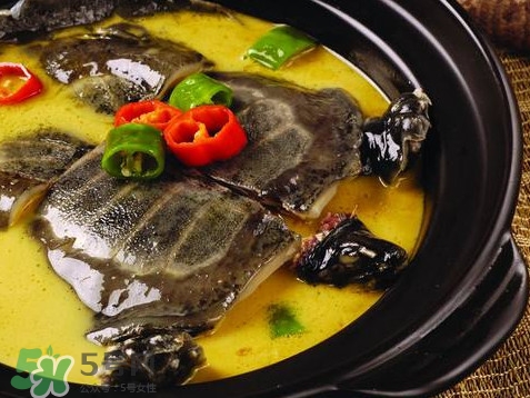 甲魚又叫什么？甲魚吃什么食物