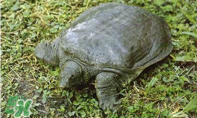 甲魚是烏龜嗎？甲魚是王八嗎？