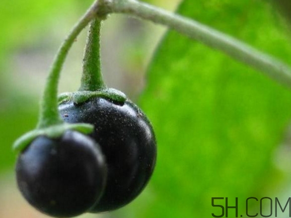 龍葵果可以吃嗎？龍葵果能不能當(dāng)水果吃
