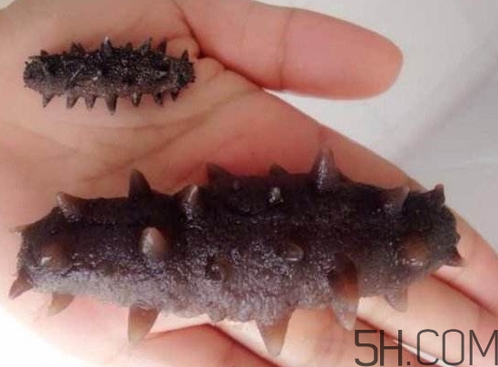 海參是海鮮嗎？海參是動(dòng)物還是植物？