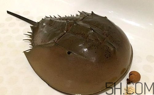 中華鱟是保護動物嗎？中華鱟和圓尾鱟的區(qū)別