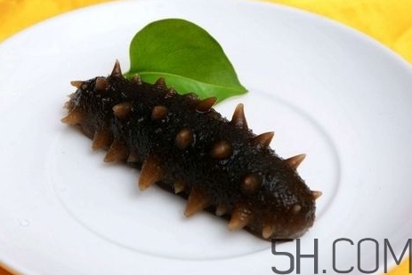 海參是高蛋白食物嗎？海參是素食嗎？
