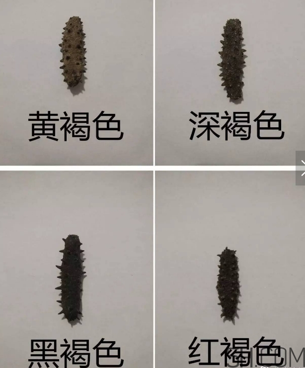 海參顏色深好還是淺好？海參顏色發(fā)白時怎么回事？