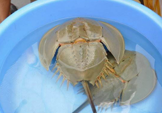 中華鱟能吃嗎？中華鱟怎么讀