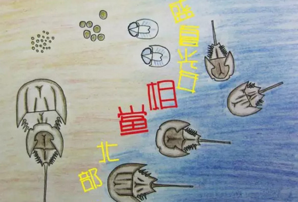 中華鱟能活多久？中華鱟最大能長多大