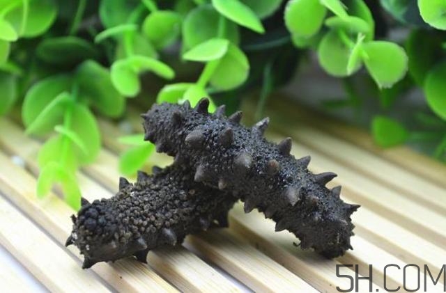 海參是越大越好嗎？海參的生長年限與營養(yǎng)價值有關(guān)嗎？
