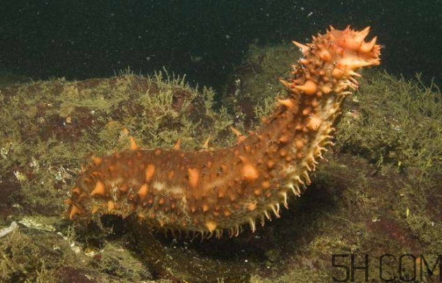 海參是海鮮嗎？海參是動(dòng)物還是植物？