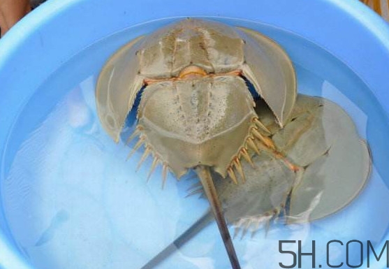 中華鱟能吃嗎？中華鱟怎么讀
