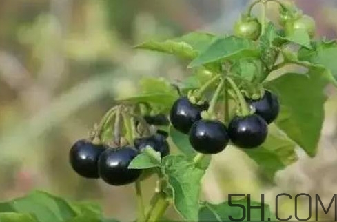 龍葵果是黑天天嗎？龍葵果是黑枸杞嗎？