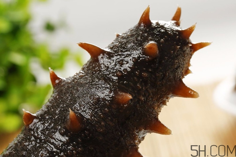 海參是海鮮嗎？海參是動(dòng)物還是植物？