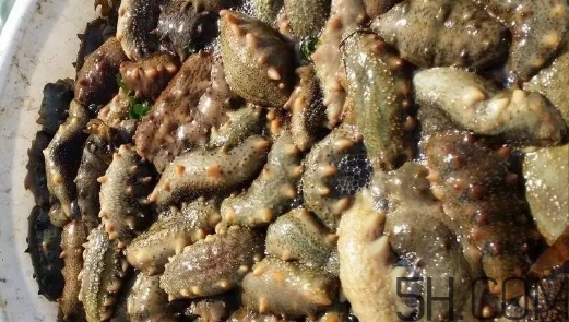 海參顏色深好還是淺好？海參顏色發(fā)白時怎么回事？