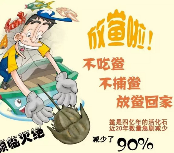 中華鱟能活多久？中華鱟最大能長多大