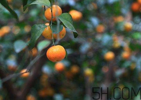 沙糖桔什么時(shí)候施鉀肥？沙糖桔什么時(shí)候種植