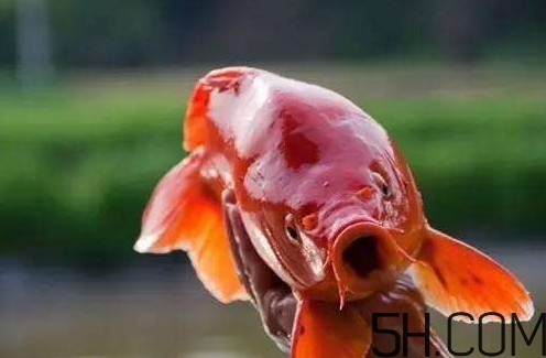 荷包紅鯉魚多少錢一斤？荷包紅鯉魚能吃嗎