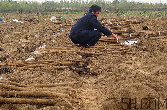 牛蒡要種多久才可以收割？女性喝牛蒡茶有什么好處