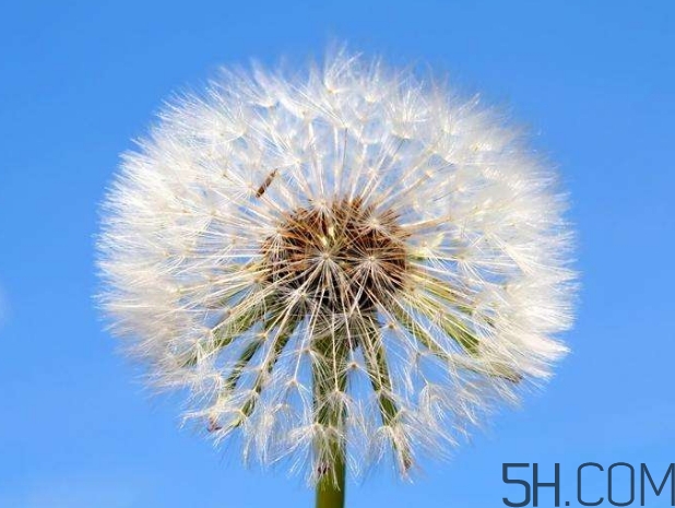 蒲公英能去胎毒嗎？吃什么可以去胎毒？