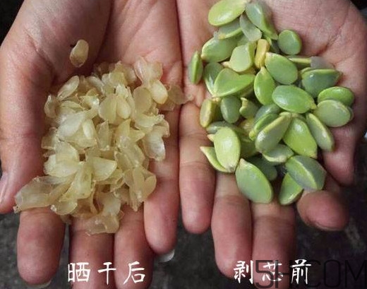 皂角米什么人不能吃？皂角米什么地方產(chǎn)的好？