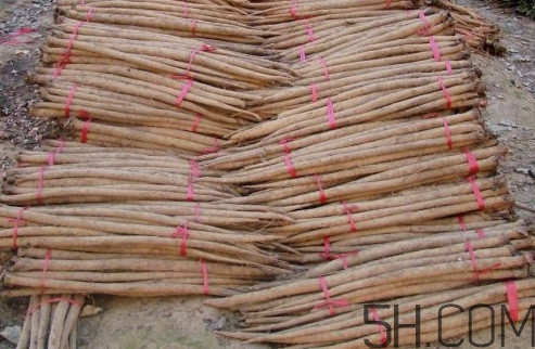 牛蒡用去皮嗎？牛蒡茶什么時(shí)候喝最好