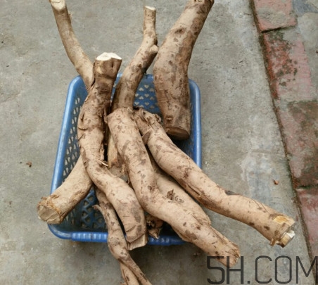 牛蒡是牛大力嗎？牛蒡和牛大力的區(qū)別