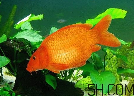 荷包紅鯉魚多少錢一斤？荷包紅鯉魚能吃嗎