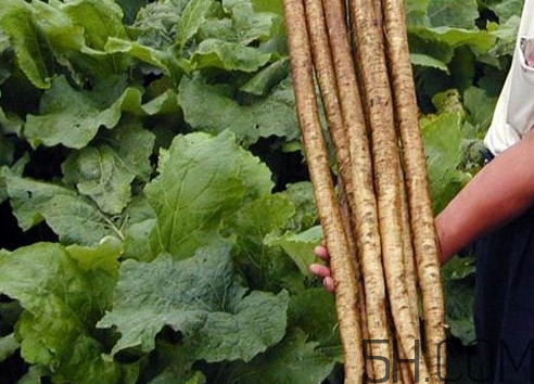 牛蒡要種多久才可以收割？女性喝牛蒡茶有什么好處
