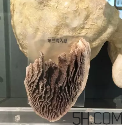 牛百葉和毛肚是一個東西嗎？牛百葉上面有層黑皮能吃嗎？