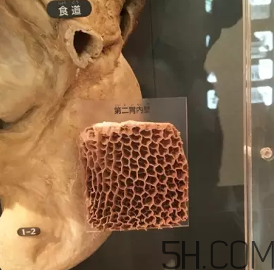 牛百葉和毛肚是一個東西嗎？牛百葉上面有層黑皮能吃嗎？