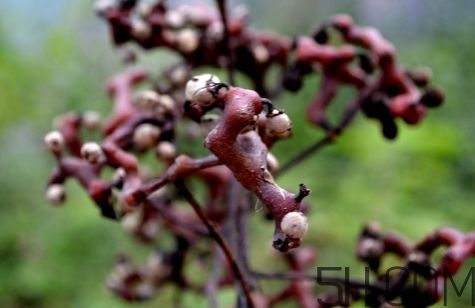 血藤跟拐棗可以一起泡酒嗎？拐棗可以和什么搭配泡酒？
