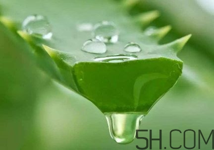 蘆薈泡酒可以喝嗎？蘆薈泡酒治什么?。?/h1>

時間：2017-10-07 11:22:38 編輯：5號網(wǎng)-linyin 4515
分享至：



 c_4(); 
我們都知道蘆薈是美容養(yǎng)顏的植物，那么蘆薈可不可以用來泡酒喝呢？蘆薈泡酒喝能治什么??？還有什么功效作用呢？一起來了解下吧~蘆薈泡酒可以喝嗎可以，蘆薈是一種純天然的植物，蘆薈對人體健康是有很多的好處，蘆薈是能夠治療疾病的，吃的蘆薈能夠幫助消化，蘆薈是能夠緩解疲勞，蘆薈具有清熱解毒，降暑等作用，蘆薈是可以泡酒的，蘆薈泡酒是具有潤腸的作用，一般便秘的人食用蘆薈泡酒的話，是可以得到很好的緩解，蘆薈是也可以說是一種中藥，事寒性的食物，對身體來說是有很多的好處，經(jīng)常吃蘆薈還可以預防上火，蘆薈泡酒一次性不能飲用太多，避免對肝臟造成傷害。蘆薈泡酒治什么病其次，蘆薈的緩瀉、利尿作用可以提高人體的排泄功能，是治愈高血壓不可缺少的要素。另外，對于正在服用降壓藥物的患者，蘆薈可以通過緩瀉、利尿作用來消除藥物副作用對人體的危害，蘆薈具有防止便秘、增強胃腸功能、促進血液循環(huán)和新陳代謝、消除多余脂肪等作用，這對降低血糖值具有很大的幫助?？篂V過性病原體，免疫刺激劑作用，消炎作用，促進傷口愈合。增強噬菌、解毒及清潔功能，提高免疫力并具有很強的抑制或破壞異常細胞生長的作用，從而起到抗腫瘤作用。蘆薈酒的制作方法原料：50度-60度糧食白酒40-45份、蘆薈40-45份、黃芪3-6份、五味子3-6份、枸杞3-6份、甘草 1-2份和蜂蜜1-2份。制作：1、先將鮮蘆薈葉清洗、消毒、再沖洗、晾干、去刺、切片，加入到白酒中。2、浸泡10-30天，過濾去渣后得到原汁蘆薈酒。3、再將黃芪、五味子、枸杞、甘草和蜂蜜加入原汁蘆薈酒中浸泡15-30天，經(jīng)調(diào)味陳釀后得到的液體即為蘆薈酒。 

 b_4(); 


拐棗泡酒要去籽嗎？拐棗泡酒的副作用
哪八種水果不宜晚上吃？晚上能吃的水果有哪些？

網(wǎng)站首頁
返回欄目


相關(guān)文章

1曬后皮膚發(fā)紅怎么處理 曬后皮膚發(fā)紅可以用蘆薈膠嗎浏览:3468 2曬后用蘆薈膠修復有用嗎 曬后用什么修復比較好浏览:1万+ 1蘆薈膠有假的嗎 蘆薈膠假的是什么樣的 2蘆薈膠會導致毛孔堵塞嗎 蘆薈膠注意事項 3蘆薈膠和維生素e做面膜的功效 蘆薈膠和什么做面膜效果最好 4蘆薈膠涂臉上有點刺疼是為什么 蘆薈膠涂臉上要洗嗎 5蘆薈膠可以收縮毛孔嗎 蘆薈膠可以當面膜用嗎 6蘆薈膠可以天天抹在臉上嗎 蘆薈膠的正確用法 


熱門文章


豬各部位肉的名稱圖片全解巴沙魚到底能不能吃？吃巴沙魚有什么危害嗎 

C位是什么意思？明星站C位是什么意思腌咸雞蛋一斤放多少鹽？腌咸雞蛋10斤需多少鹽？木耳要焯水嗎?木耳怎么焯水?10寸蛋糕多大 10寸蛋糕夠幾個人吃蛋糕尺寸適合多少人？6寸的蛋糕4個人吃夠嗎？鮮百合吃多了會中毒嗎?鮮百合的吃法禁忌低糖水果有哪些？十大低糖水果排行榜海螺怎樣吃才正確圖解？海螺哪里不能吃圖示海螺哪個部位不能吃 海螺不能吃的部位圖解麥飯石鍋有害嗎？麥飯石鍋的危害糯米和江米是一種米嗎 東北圓糯米才叫江米6寸蛋糕多大 6寸蛋糕直徑多少 


5H跟帖 
















網(wǎng)友評論僅供其表達個人看法，并不表明5h立場。





		var mydate = new Date();
		var year = mydate.getFullYear();
		var month = mydate.getMonth();
		var day = mydate.getDate()
		var nowdate = year+"-"+month+"-"+day
		
		$("#imageField").click(function(){
			var commentcont = $(".comment-text").val();
			if($(".comment-text").val()==""){
				alert("您沒什么話要說嗎？");
			}else{
				var data = {
					nomember:1,
					saytext:commentcont,
					id : $("#id").attr("value"),
					ecmsfrom : $("#ecmsfrom").attr("value"),
					classid : $("#classid").attr("value"),
					enews : $("#enews").attr("value"),
					repid : $("#repid").attr("value")
				};				
				$.ajax({
					type: "POST",
					url: "/e/pl/doaction.php",
					data: data,
					dataType:'text',
					success: function(msg){
						$(".comment-text").val("");
						$(".comment-body").prepend('<li><div   id="f5n57nl"   class="combd-title"><span id="r5jpdzl"    class="title">本站網(wǎng)友:匿名</span><span id="pzrxppb"    class="time">'+nowdate+'</span></div><p class="combd-bd">'+commentcont+'</p></li>')
					}
				});
			}	
		})	
	
 
