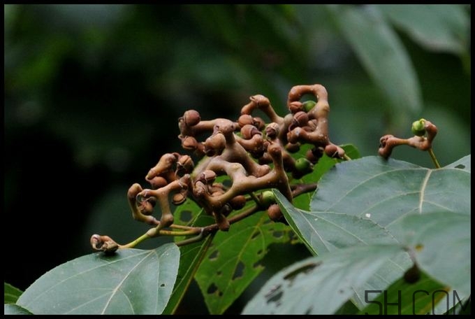 拐棗能夠治療風(fēng)濕嗎？拐棗的藥用價值有哪些？