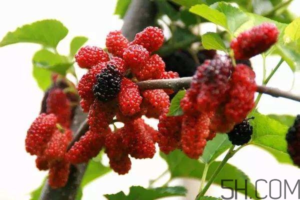 血藤跟拐棗可以一起泡酒嗎？拐棗可以和什么搭配泡酒？