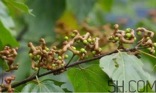拐棗可以和枸杞一起泡酒嗎？拐棗和枸杞泡酒怎么做？
